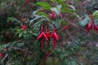 116_Nationalpark Rio Simpson Puerto Chacabuco