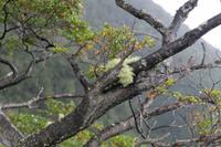 127_Nationalpark Vincente Perez Rosales