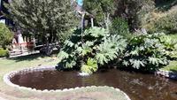 18_Puerto Montt; Ausflug Rosales NP, Frutillar, Osorno (20)
