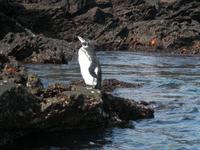 Galapagos Pinguin
