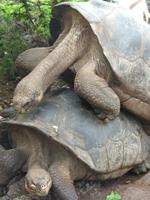 Riesenschildkröte vom Cerro Azul