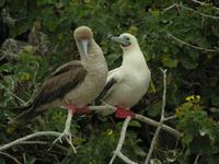 Rotfußtölpel beide Farbphasen