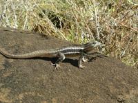 San Christobal Lavaechse