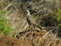 San Christobal Spottdrossel