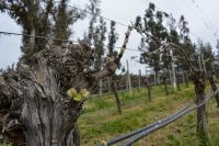 Chile und Osterinsel -  Weingut Matetic (4)