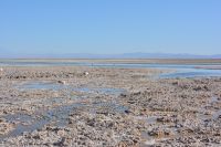 Chile und Osterinsel -  Salzsee Laguna Chaxa - Flamingos (1)
