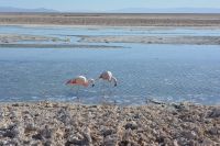 Chile und Osterinsel -  Salzsee Laguna Chaxa - Flamingos (3)