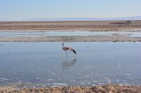 Chile und Osterinsel -  Salzsee Laguna Chaxa - Flamingos (5)