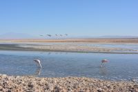 Chile und Osterinsel -  Salzsee Laguna Chaxa - Flamingos (6)