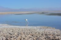 Chile und Osterinsel -  Salzsee Laguna Chaxa - Flamingos (7)