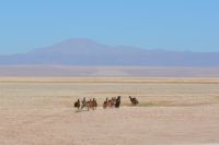 Chile und Osterinsel - Atacama-Wüste -  Lamas