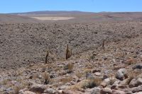 Chile unter Osterinsel -  Kakteen