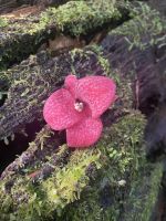 Chile und Osterinsel -  Nationalblume vo Chile Copihue