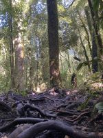 Chile und Osterinsel -  Salto Huilo Huilo (5)