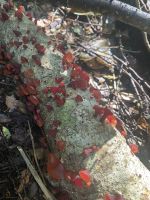 Chile und Osterinsel -  Salto Huilo Huilo (9)