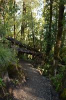 Chile und Osterinsel -  Salto Huilo Huilo (11)