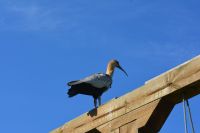 Chile und Osterinsel - Ibis