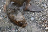 Chile und Osterinsel -  Puerto Montt - Hafen (4)