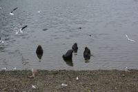 Chile und Osterinsel -  Puerto Montt - Hafen (5)