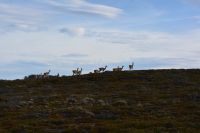 Chile und Osterinsel -  Weg nach Puerto Natales (1)