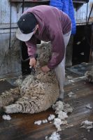 Chile und Osterinsel -  Cerro Castillo - Schafschur (2)