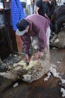 Chile und Osterinsel -  Cerro Castillo - Schafschur (3)