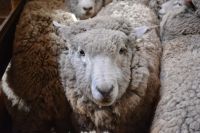 Chile und Osterinsel -  Cerro Castillo - Schafschur (5)