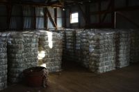 Chile und Osterinsel -  Cerro Castillo - Schafschur (6)