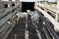 Chile und Osterinsel -  Cerro Castillo - Schafschur (7)