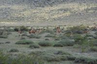 Chile und Osterinsel -  Torres del Paine - Guanakos (2)