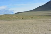 Chile und Osterinsel -  Torres del Paine - Guanakos