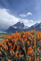 Chile und Osterinsel -  Torres del Paine (23)