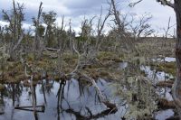 Chile und Osterinsel -  (4)