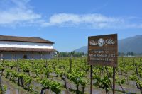 Chile und Osterinsel - Colchagua Tal - Weingut Casa Silva (4)