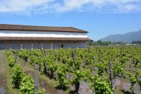 Chile und Osterinsel - Colchagua Tal - Weingut Casa Silva (5)