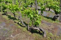 Chile und Osterinsel - Colchagua Tal - Weingut Casa Silva (6)