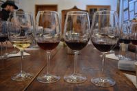 Chile und Osterinsel - Colchagua Tal - Weingut Casa Silva (15)