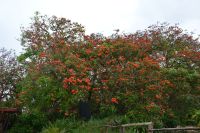 Chile und Osterinsel - Korallenbaum (1)