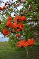 Chile und Osterinsel - Korallenbaum (2)