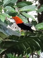 Peru Andenfelsenhahn Nationalvogel