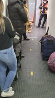 Hund am Flugzeugeingang
