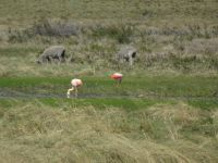 Argentinien - Flamingo 