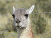 Chile - Torres del Paine