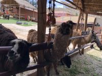 Manos de la Comunidad