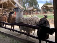 Manos de la Comunidad 