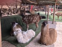 Manos de la Comunidad 