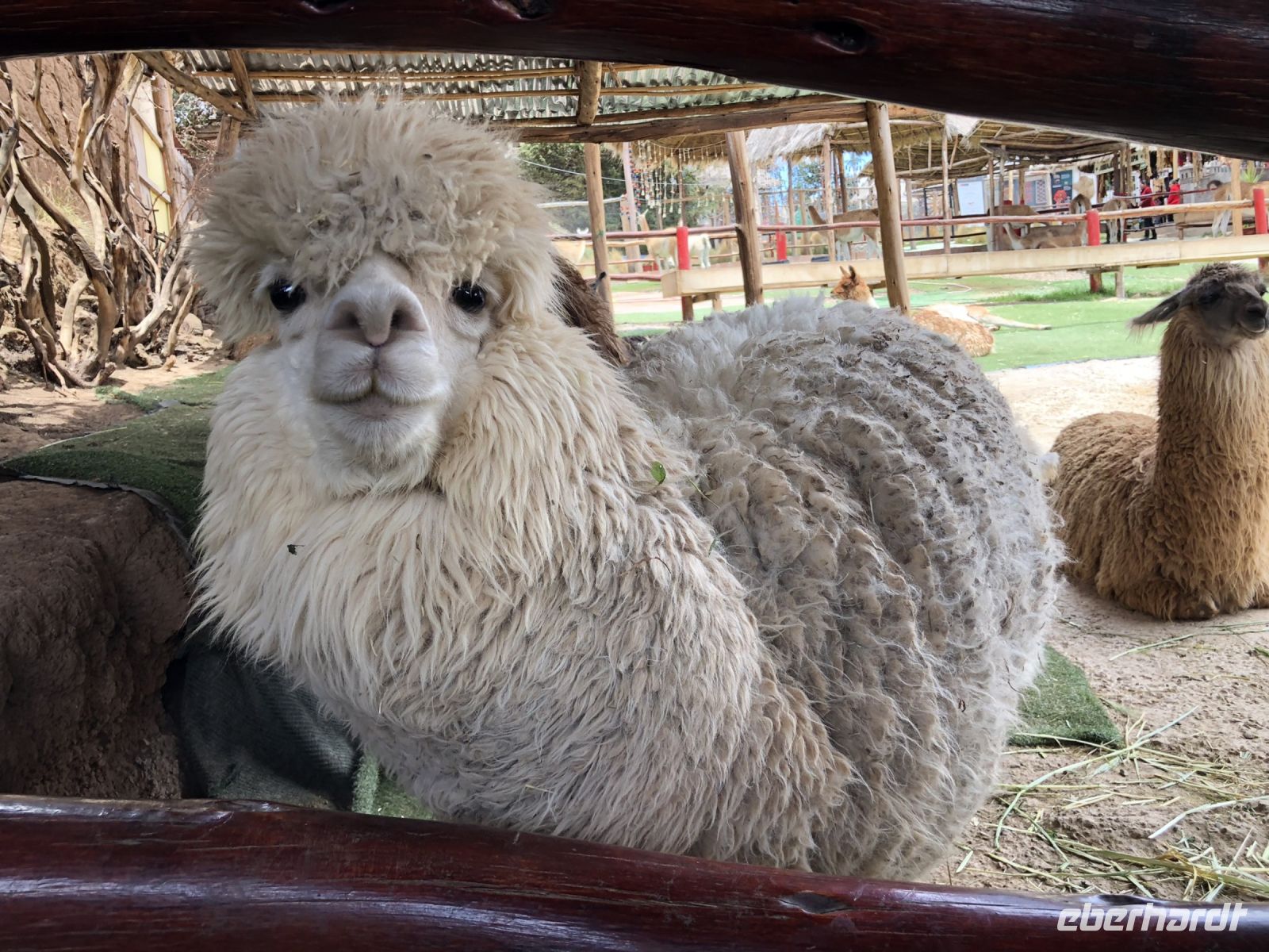 Manos de la Comunidad 