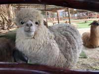 Manos de la Comunidad 