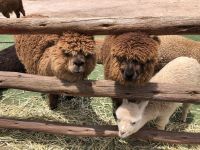 Manos de la Comunidad 