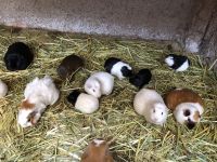 Manos de la Comunidad 